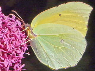 Teneriffa-Zitronenfalter Gonepteryx cleobule
