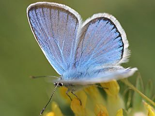 Wundklee-Bluling Polyommatus dorylas Turquoise Blue