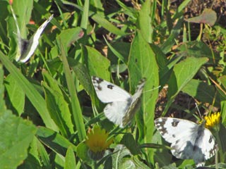 Reseda-Weißling Pontia daplidice Bath White