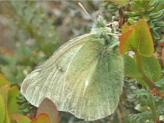 Colias tyche werdandi