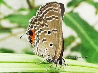 Chilades pandava  Cycad Blue