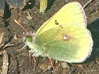 Colias tyche werdandi