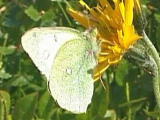 Colias palaeno  Hochmoor-Gelbling  Moorland Clouded Yellom