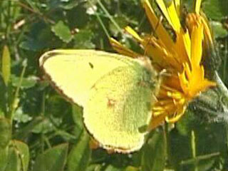 Colias sulitelma