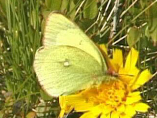 Colias palaeno  Hochmoor-Gelbling  Moorland Clouded Yellom