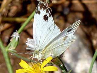 Mnnchen Pieris krueperi Krueper's Small White