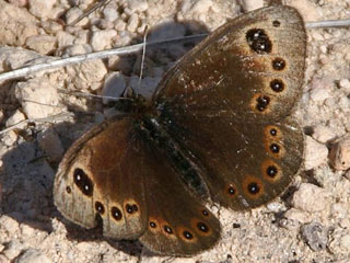 Proterebia afra  Dalmatian Ringlet