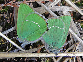 Grner Zipfelfalter Brombeer-Zipfelfalter Callophrys rubi Green Hairstreak