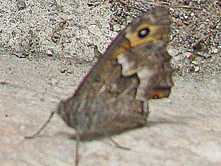 Hipparchia cypriensis  Cyprus Grayling