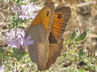 Maniola cypricola