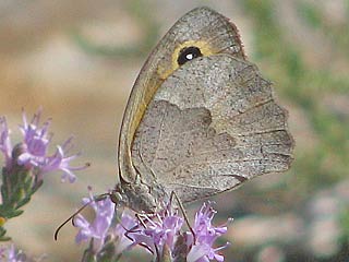 Maniola cypricola