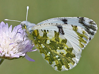 Euchloe ausonia  stlicher gesprenkelter Weiling  Eastern Dappled White
