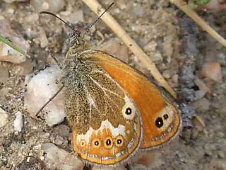 Coenonympha corinna Corsican Heath