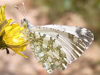 Euchloe insularis