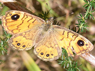 Lasiommata paramegaera Corsican Wall Brown