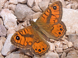 Lasiommata paramegaera Corsican Wall Brown