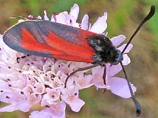 Zygaena erythrus
