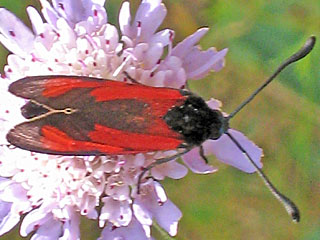 Zygaena erythrus