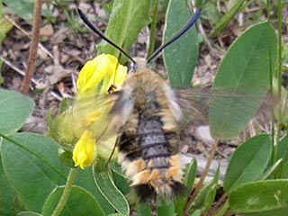 Skabiosenschwärmer Hemaris tityus Narrow-bordered Bee Hawk-moth Skabiosen-Schwärmer