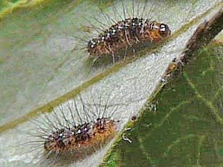 Ampfereule Acronicta rumicis Knot Grass Eule Eulenfalter