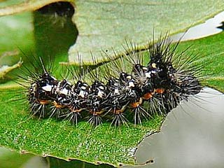 Ampfereule Acronicta rumicis Knot Grass Eule Eulenfalter