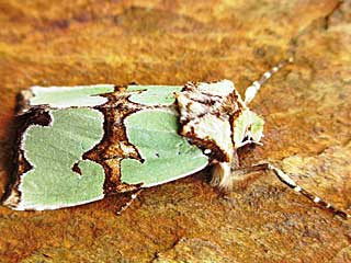 Staurophora celsia Malachiteule