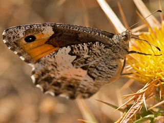 Hipparchia neomiris&nbsp; Corsican Grayling