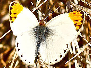 Colotis evagore  Desert Orange Tip