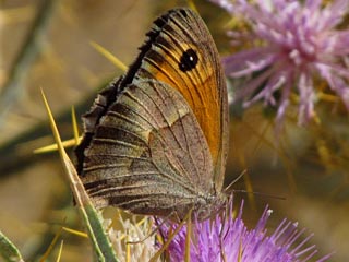 Maniola telmessia 