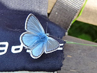 Polyommatus eros  Eros-Bluling  Eros Blue