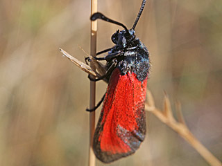 Zygaena erythrus