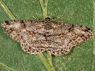 Peribatodes rhomboidaria  Rauten-Baumspanner  Willow Beauty