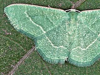 Phaiogramma etruscaria  Magerrasen-Grnspanner  Etruscan Viridian