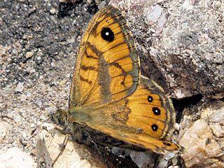 Lasiommata paramegaera Corsican Wall Brown