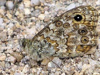 Lasiommata paramegaera Corsican Wall Brown