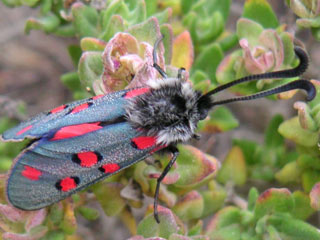 Zygaena rhadamanthus guichardi