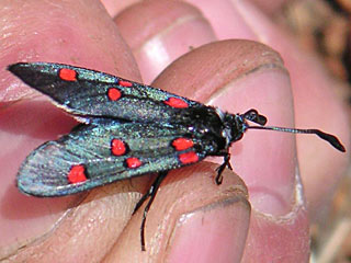 Zygaena lavandulae