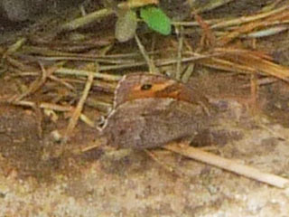 Hipparchia cypriensis  Cyprus Grayling