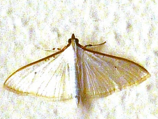 Palpita vitrealis  - lbaumznsler, Olivenbaumznsler , Jasmine Moth