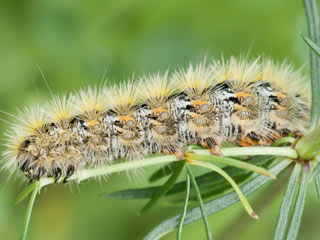 Rhyparia purpurata Purpurbr Purple Tiger