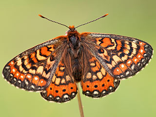  Euphydryas desfontainii  Spanish Fritillary