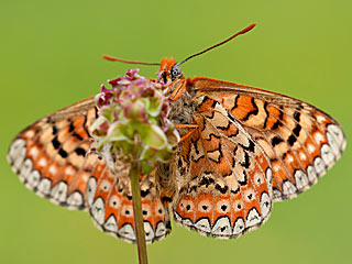  Euphydryas desfontainii  Spanish Fritillary