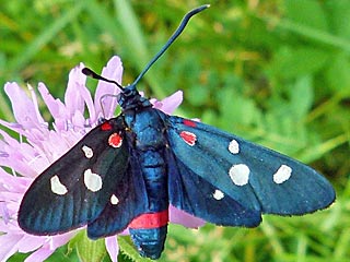 Vernderliches Widderchen Zygaena ephialtes Blutstrpfchen