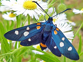 Vernderliches Widderchen Zygaena ephialtes Blutstrpfchen