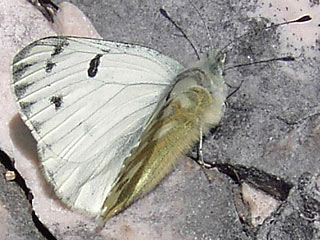 Alpen-Weiling Pontia callidice Peak White