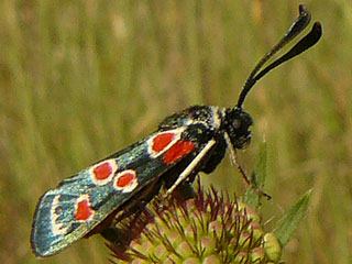 Zygaena occitanica