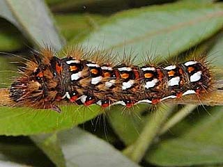 Ampfereule Acronicta rumicis Knot Grass Eule Eulenfalter