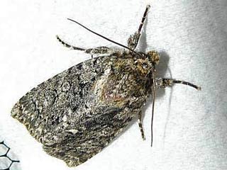 Ampfereule Acronicta rumicis Knot Grass Eule Eulenfalter