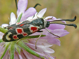 Zygaena occitanica