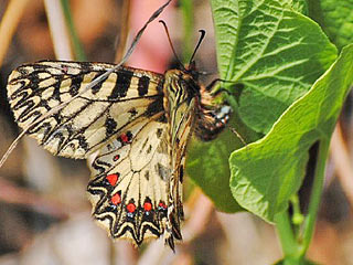 (Sdlicher) Osterluzeifalter Zerynthia polyxena Southern Festoon  cassandra